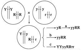 生物技术在现代育种中的应用 以大豆矮杆抗病新品种培育为例